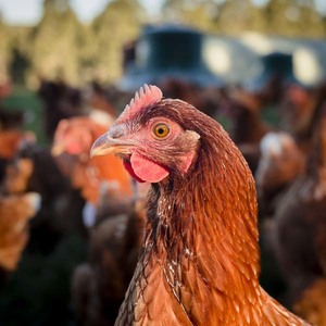 Products: Weston’s Chicks Choice STARTER CRUMBLE. 25kg bag - The Chicken Lady
