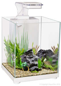 aquariums: Betta Sanctuary Glass Aquarium 10L Betta Tank White 22.4W By 22.4D By 26.3cm