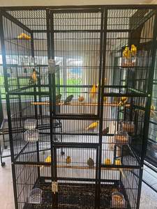 Products: Male Singing Canaries For Sale Price Per Bird Premium Quality