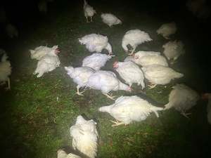 chicks: Cobb Roosters