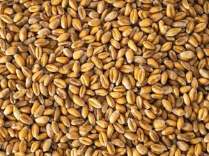 Topflite Wheat