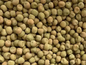 birdfeeding: Topflite Maple Peas