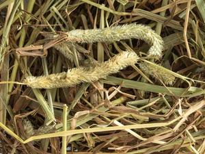 smallanimalfeeding: Topflite Timothy Hay
