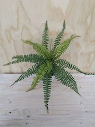 Wreaths Garlands And Flora: New Zealand Fern