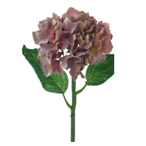 Flowers: Italian Hydrangea