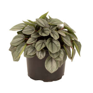 Peperomia Milano 12 cm