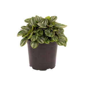 Peperomia Royal Princess 12cm