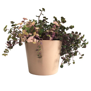 Gift Ideas: Callisia Repens 'Bubbles' - Indoor Plant With Millie Pot