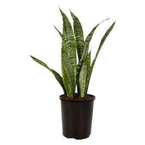 Indoor Plants: Sansevieria Trifasciata Black Coral 14cm