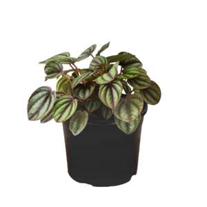 Peperomia Piccolo Banda