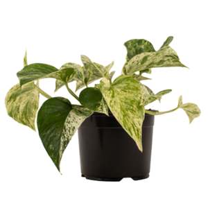 Marble Queen 14cm