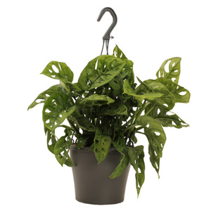 Indoor Plants: Monstera Monkey Mask - Indoor Plant 17cm