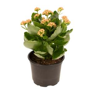 Indoor Plants: Kalanchoe 12cm Pot