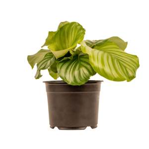 Calalthea Orbifolia 14cm Pot Plant