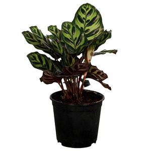 Calathea Makoyana 14cm