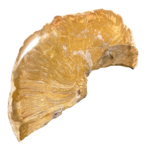 Slabs: 245g Petrified Wood Slab