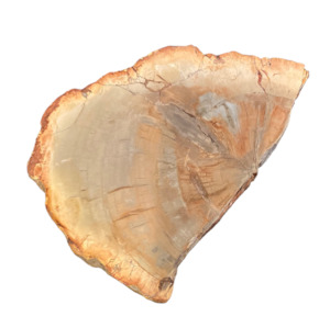 Slabs: 252g Petrified Wood Slab