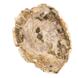 Slabs: 177g Petrified Wood Slab