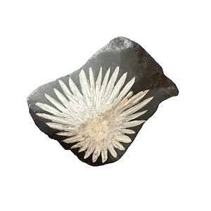 105g Chrysanthemum Stone Raw