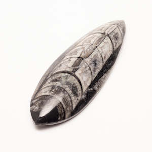 Fossils And Shells: Orthoceras Fossils