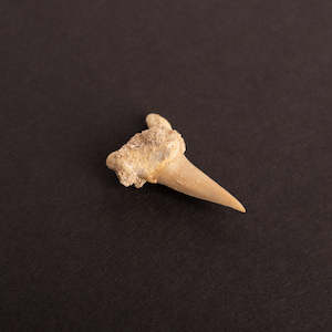 Fossils And Shells: Sharks Tooth
