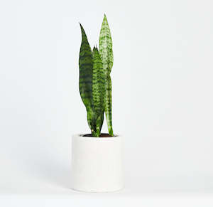 Artwork: Sansevieria Black Coral Plant