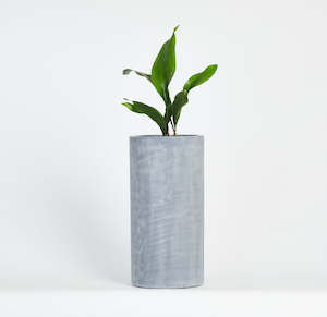 Artwork: Aspidistra Plant