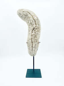 Natural World: Decorative Mushroom Coral on display stand