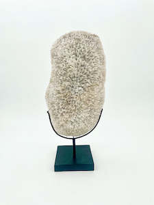 Natural World: Decorative Fungia Scuderia Coral