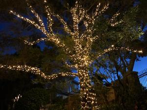 Products: 24V String Fairy Lights 5M – cool white or warm white LED on BLACK wire