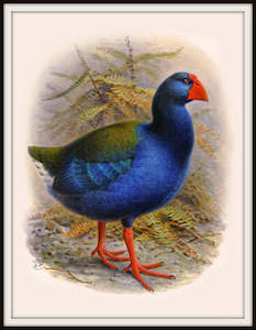 Nz Retro Prints: Bullers Birds - Takahe Vintage Print