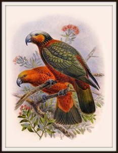 Nz Retro Prints: Bullers Birds - Kaka Vintage Print