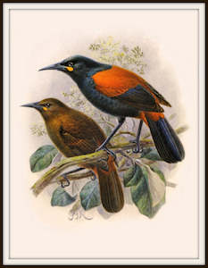 Nz Retro Prints: Bullers Birds - Saddleback Bird Vintage Print