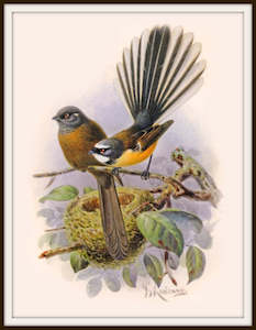 Bullers Birds - Fantail Vintage Print