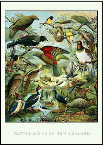 Bullers Birds - Vintage Native Bird Print