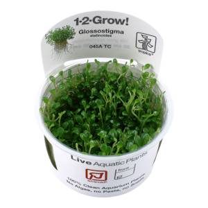 New: Tropica Glossostigma elatinoides 1-2-Grow Tissue Culture