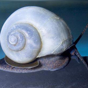 Freshwater Snails: Blue Mystery Snail