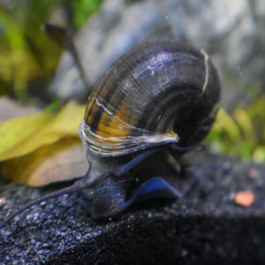 Freshwater Snails: Brown Mystery Snail