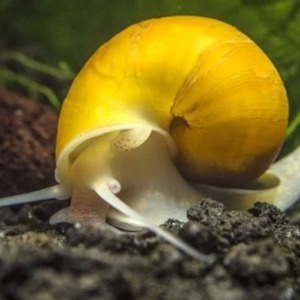 Freshwater Snails: Golden Apple Snail