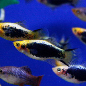 Community Fish: White Tuxedo Platy