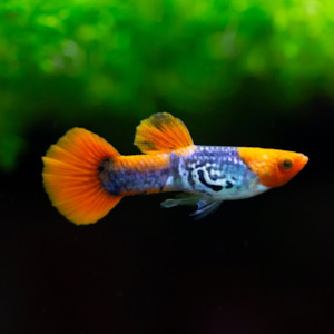 Community Fish: Cobra Kai Guppy