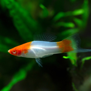 Community Fish: Kohaku Swordtail