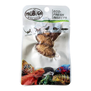 Probugs: ProBugs Dubia Cockroach
