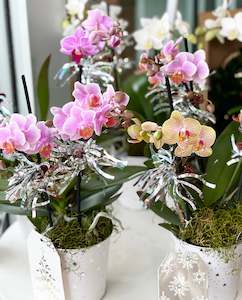 Products: Festive Phalaes