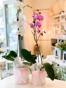 Corporate Gifting: Orchid Plant