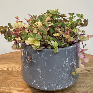 Plants: Callisia Sweet Bubbles Plant