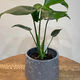 Monstera Plant