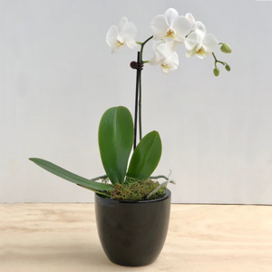 Plants: Orchid Plant