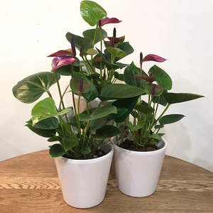 Anthurium Plant