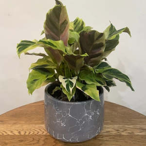 Plants: Calathea Fusion Yellow Plant